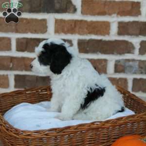 Cinderella, Cavapoo Puppy